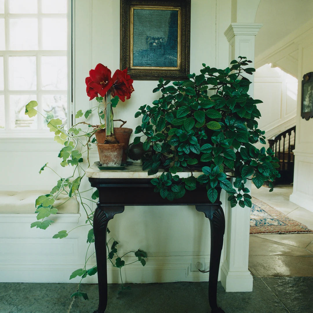 Simone Books Scenery Issue 5 magazine featuring interior photography of a dark wood table with plants and red flowers