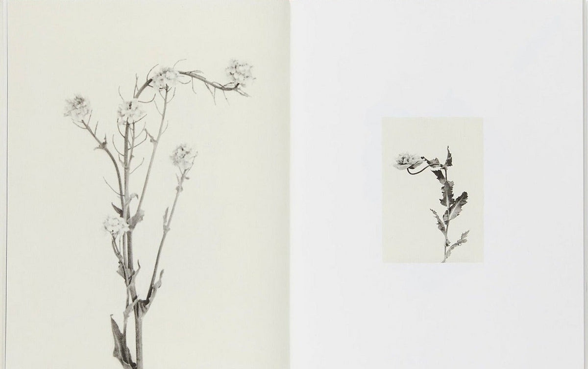 Sachiko Morita, Time in Air, Time in Paper, inside pages 3
