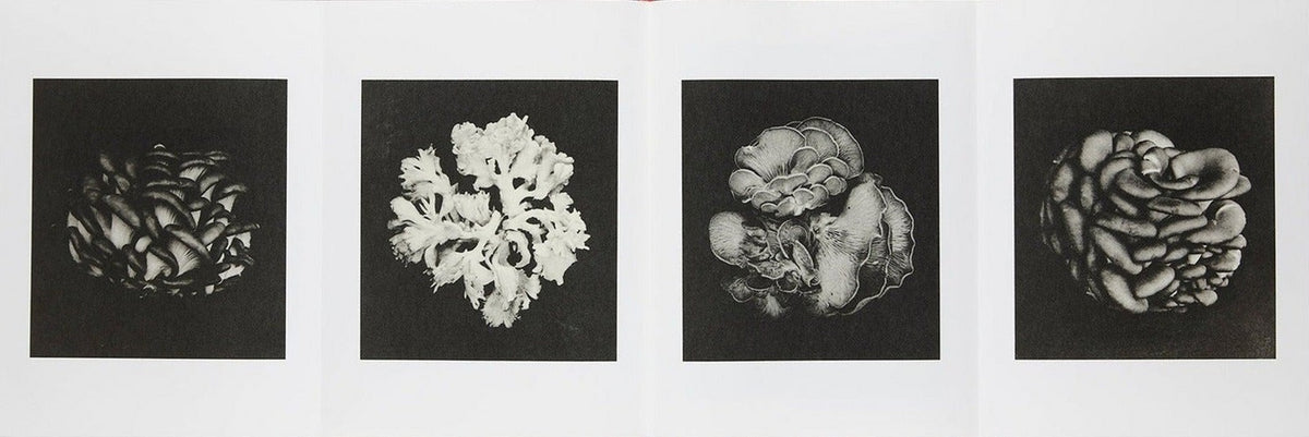 Sachiko Morita, Time in Air, Time in Paper, inside pages 10