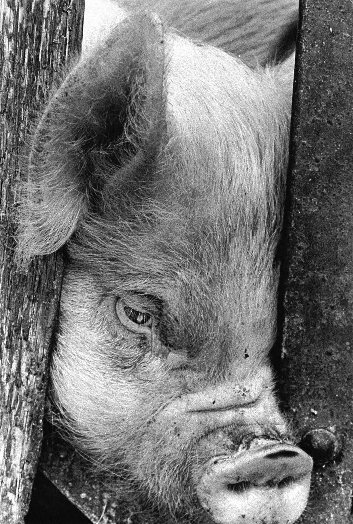 Masahisa Fukase, Homo Ludens, inside pages 6