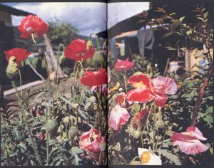 Daido Moriyama — Tales of Tono
