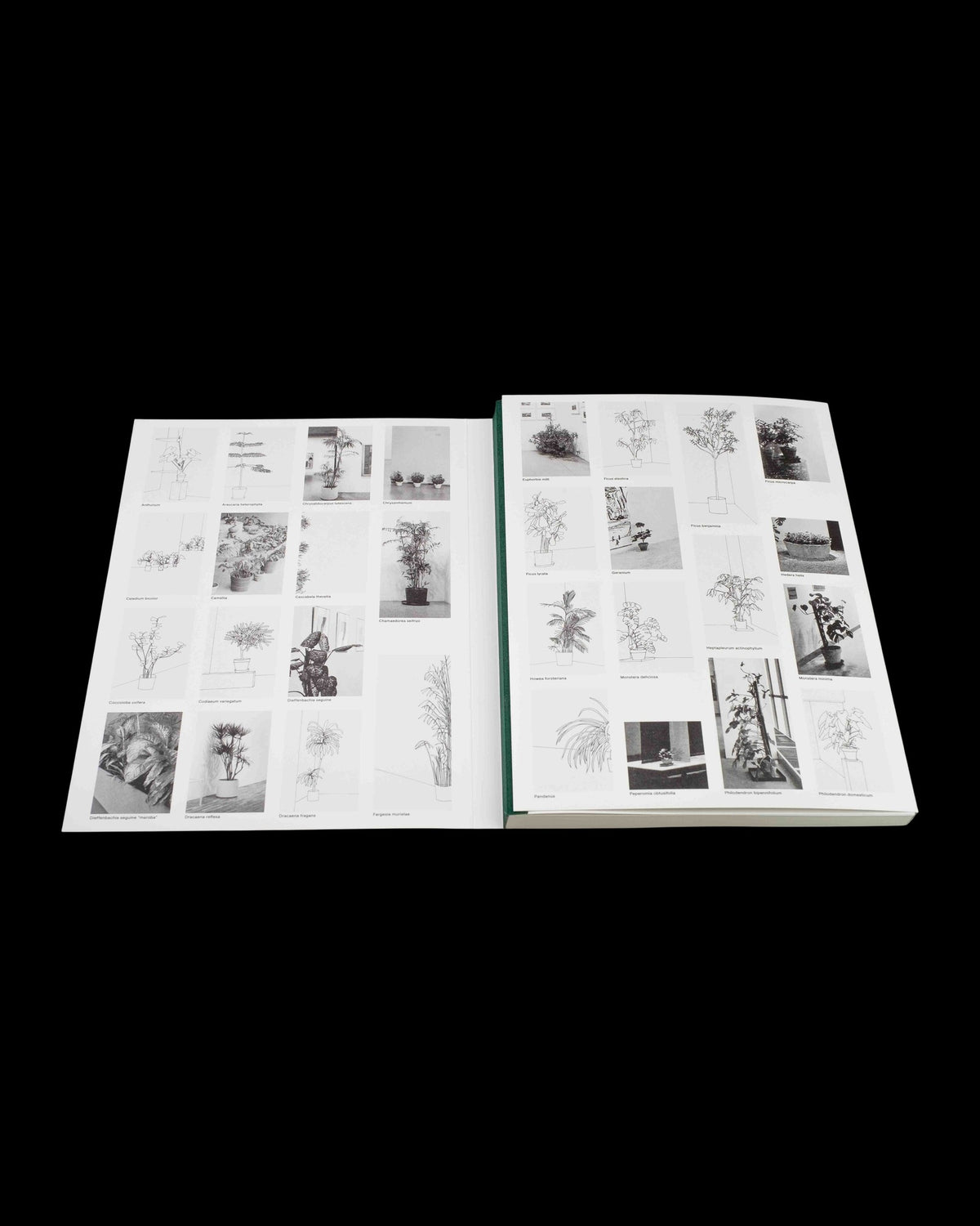Inge Meijer — The MoMA Plant Collection, inside pages 1