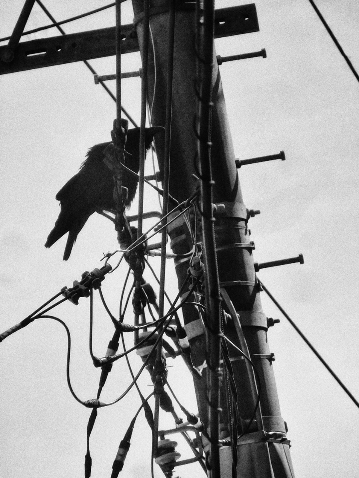 Daido Moriyama RECORD — Issue 60, inside pages 7