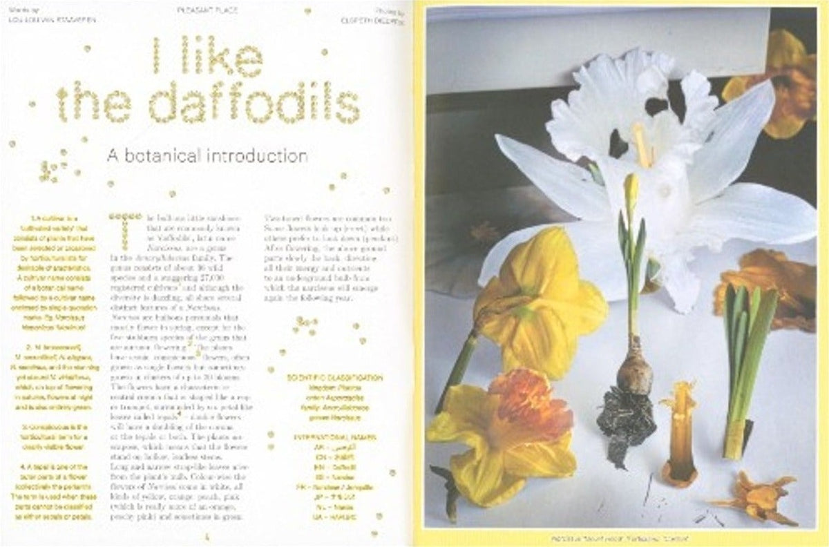 Pleasant Place, Issue 7: Daffodils (Narcissus), inside pages 2
