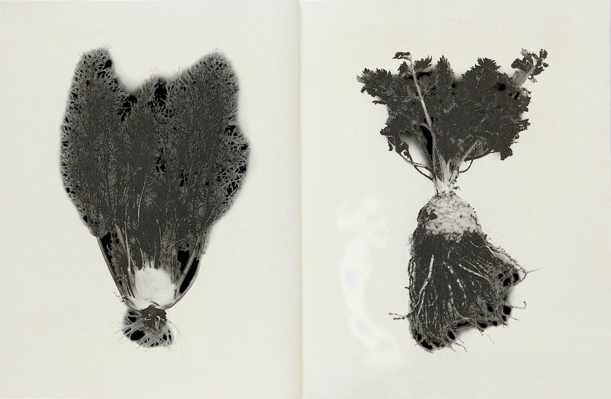 Sachiko Morita, Time in Air, Time in Paper, inside pages 2
