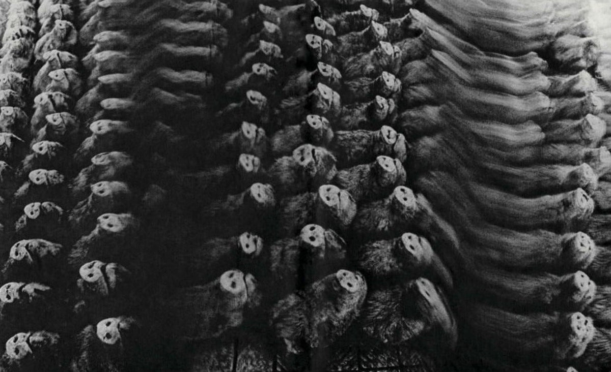 Masahisa Fukase, Homo Ludens, inside pages 9