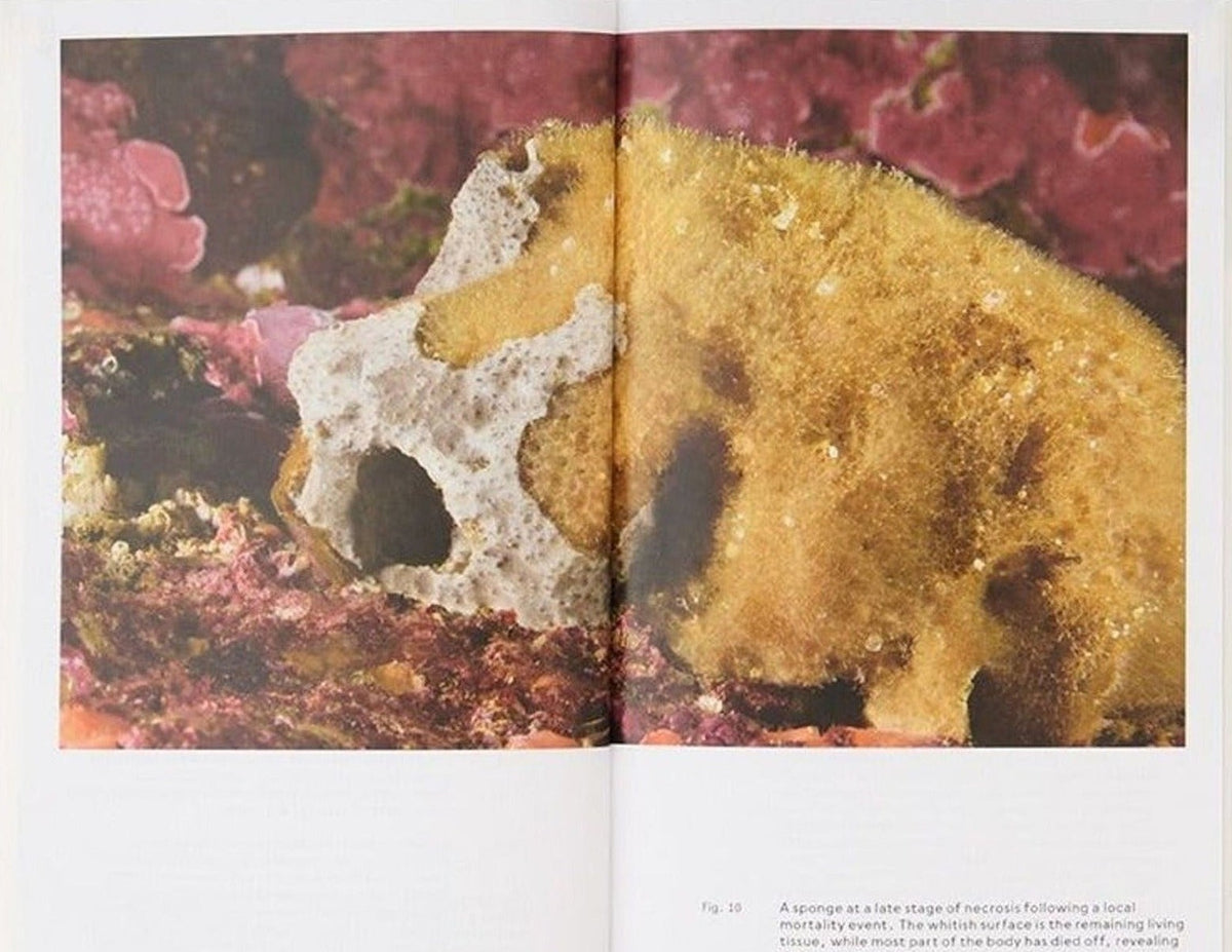 Mediterranean Icebergs: Invisible Connections Underwater, inside pages 5