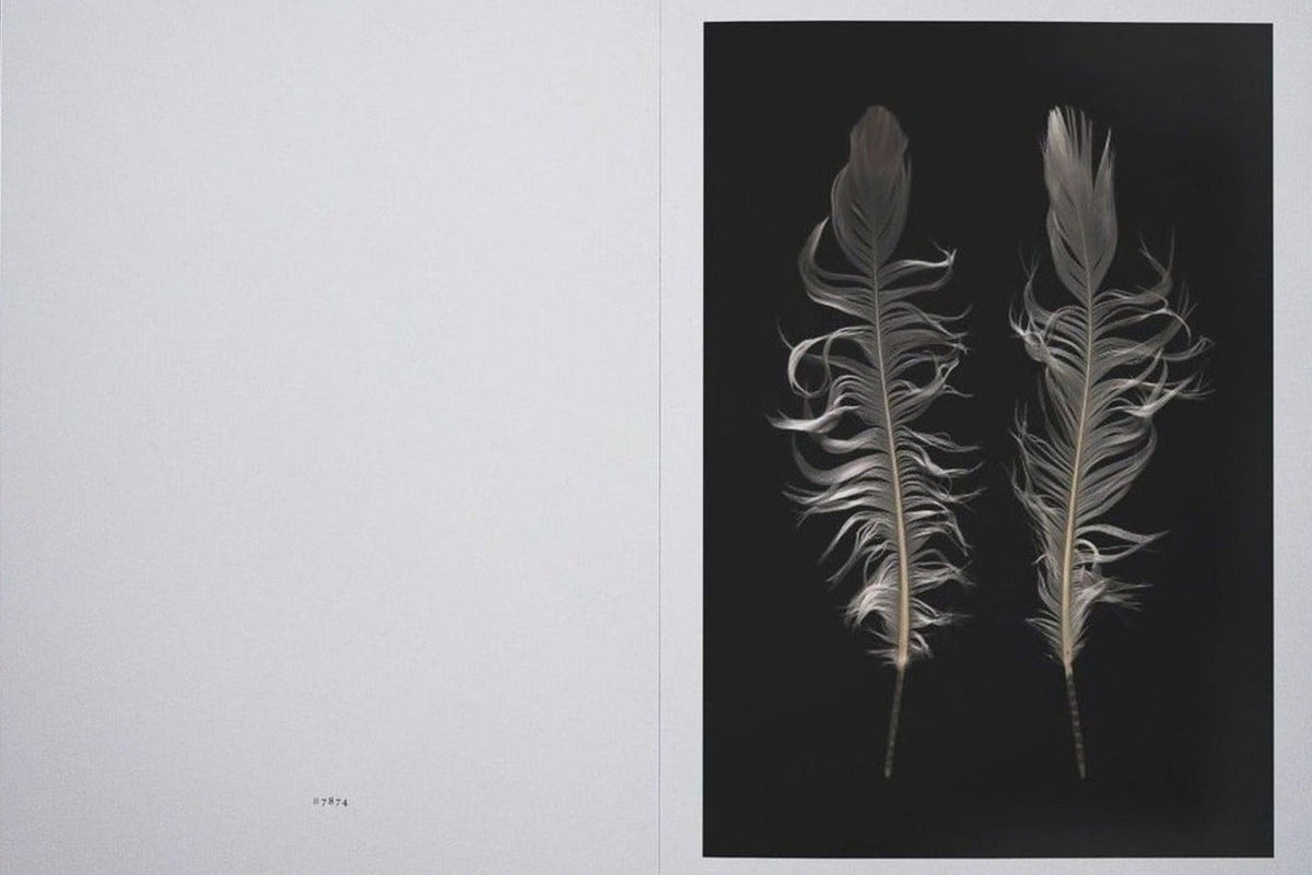 Henrik Capetillo, The Weight of a Feather, inside pages 3